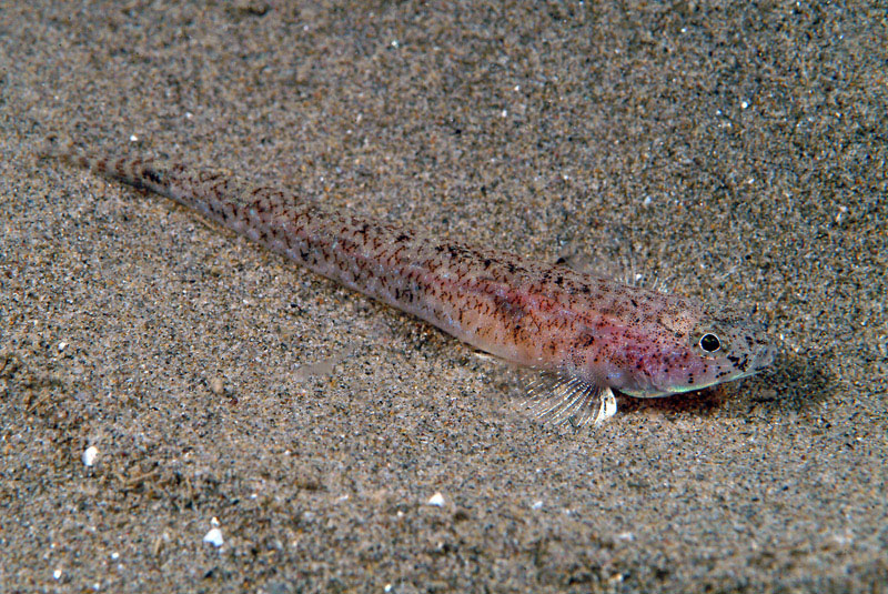 Pomatoschistus marmoratus